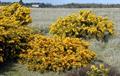 Ulex Europaeus